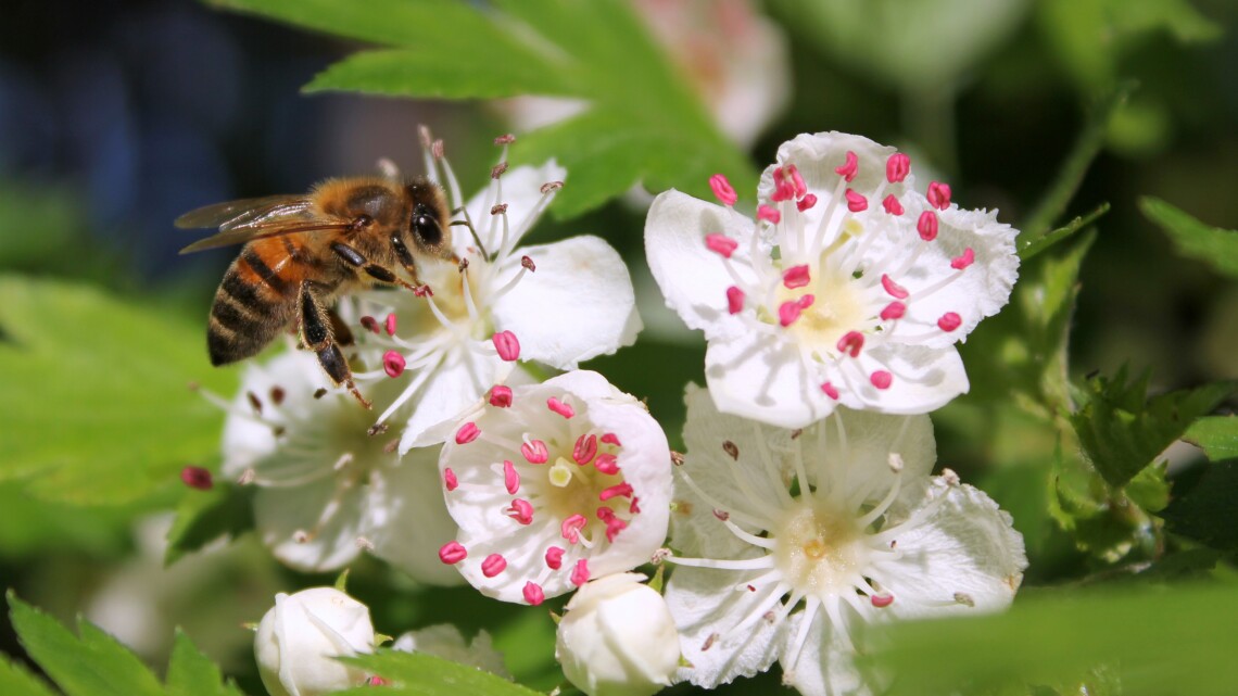 Biene auf Weißdorn-Blüte (Symbolbild)