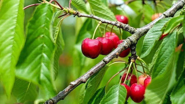Kirschbaumzweig mit Früchten (Symbolbild)